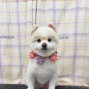 탱스땡스 이미지