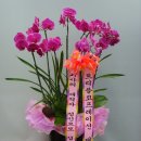 트리플＞＞＞예스텍 이미지