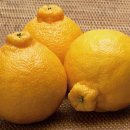 예진농장 이미지