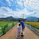 핑크뮬리 꽃단지 원 이미지