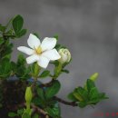 달콤한향기 이미지