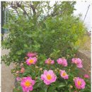 이플스테이 이미지