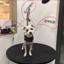 벨라루시펫살롱 이미지