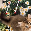 놀면 묘하냥 은평점 이미지