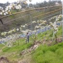 윤성농장 이미지