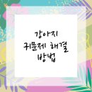 청수동물병원 | 천안동물병원 강아지 귀문제, 진단부터 해결까지!