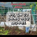 승마랜드 | [여행후기] 김해, 부산 근교 가족 승마체험 가능한 BK승마랜드 동물체험 후기