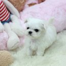 플란다스의 개 이미지