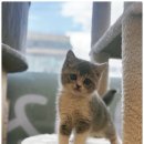 개린이집 강아지분양 고양이분양 전주본점 이미지