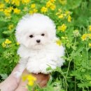 펫 탑 클래스 이미지