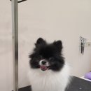 뽀송뽀송강아지미용실 이미지