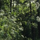 강변 뒷뜰 이미지