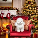 BICHON KOREA 이미지