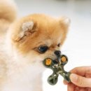 개님의상점 이미지