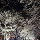 Rg펜션 | [하동] 하동 벚꽃여행 숙소 추천! RG펜션 솔직후기 : 십리벚꽃길 가까워요♡