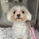 신천동물병원 이미지