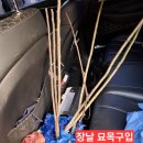 25.2.12(수)정월대보름 출석부(청매실.옥광밤.골드키위 묘목심기) 감나무 전지 전정하기 이미지