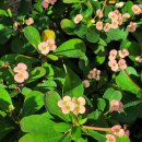 아리수호텔 | 서울 호텔 머큐어 마곡, 마곡식물원 후기(조식, 수영장, 평일방문)