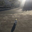 행복한고기마을민락2지구점 | 🇦🇺| Day 3, 블루 마운틴