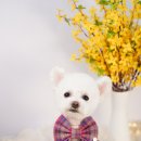 알로하펫 이미지