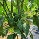 하은이네 농장 이미지