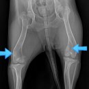 죽전동물병원 이미지