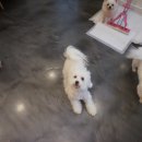 아미야 아롱아 이미지