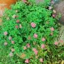 꿈의 정원 이미지