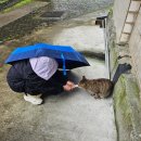 고양이를 부탁해 | [3박4일 겨울 대만여행 🇹🇼] Day-2 고양이는 존재한다, 고양이를 부탁해! 허우통 고양이마을🐈‍⬛🐈