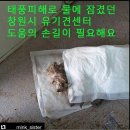 창원 유기견센터.. 이미지