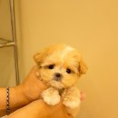 달링하이 강아지분양 창원점 이미지