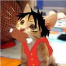 불량고양이