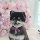 야옹아멍멍해봐 김포운양점 이미지