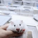 햄스터분양 베이비초롱 이미지