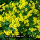 산야초 Daum카페