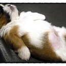 아기강아지 이미지