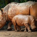 코뿔소 이미지