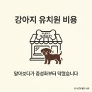 마이펫 강아지유치원 | 강아지 유치원 비용 정리하다가 조건부터 막혔습니다