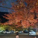 산여울캠핑장 | 경남 밀양 애견동반 단풍캠핑 산여울캠핑장 A13