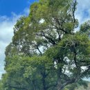 청길강변로 이미지