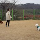 위드유애견 이미지