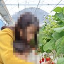 화성 아기랑 가볼만한곳 장스베리 딸기체험 다녀왔어요
