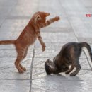 송 동물의료센터 이미지