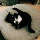 멍베베그루밍 | 고양이마약방석 똘히 용품 중 1등 역방쿠 w 로토토베베 새커버