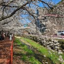 신두1리 마을회관 | 가평 벚꽃 실시간 에덴벚꽃길 벚꽃축제 첫날 다녀온 후기 (기간,주차,푸드존,셔틀 등)