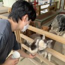 알파카 펜션 이미지