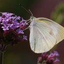 노랑나비 이미지