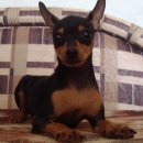 미니어처 우리집 이미지