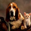 개와 고양이 이미지
