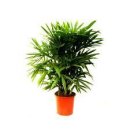 10 Air Purifying Plants to Help You Breathe Better at Home-공기정화식물 이미지